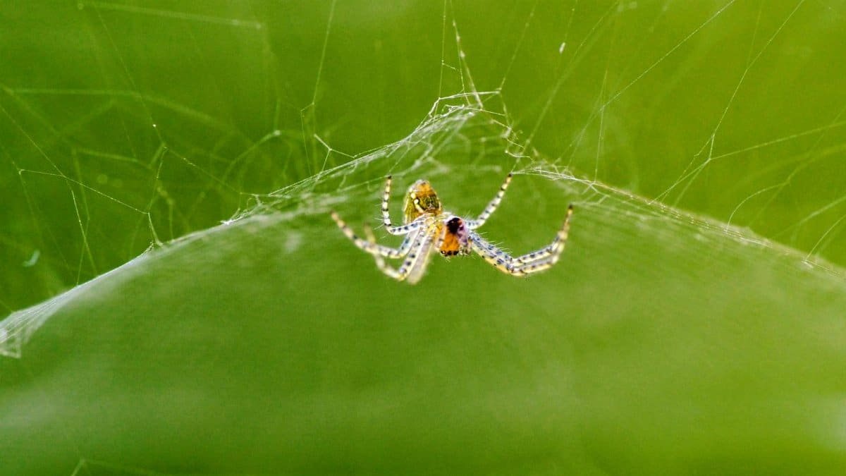 Detailed view of a spider on its web in a green garden setting, West Java.