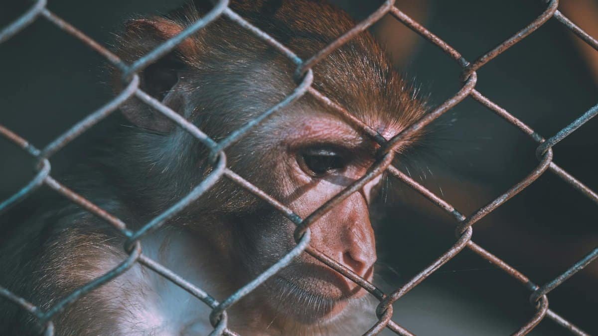 A macaque monkey looks through a chain-link fence, evoking themes of captivity and wildlife protection.