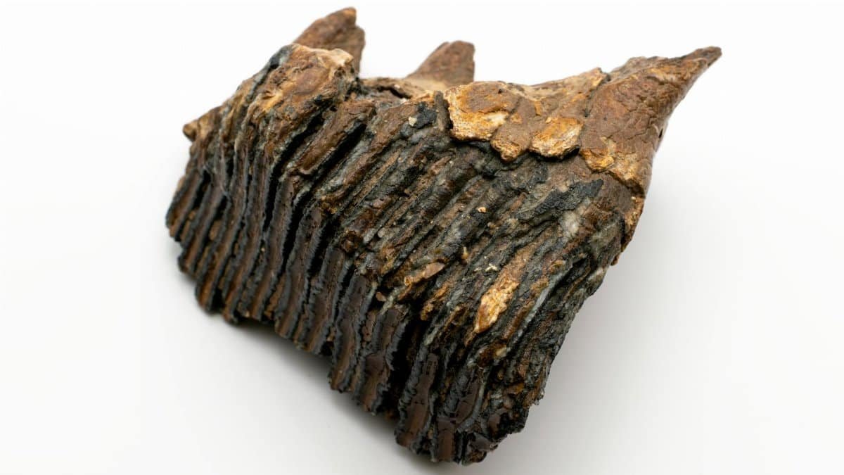 Close-up of a weathered mammoth tooth fossil featuring detailed textures and patterns.