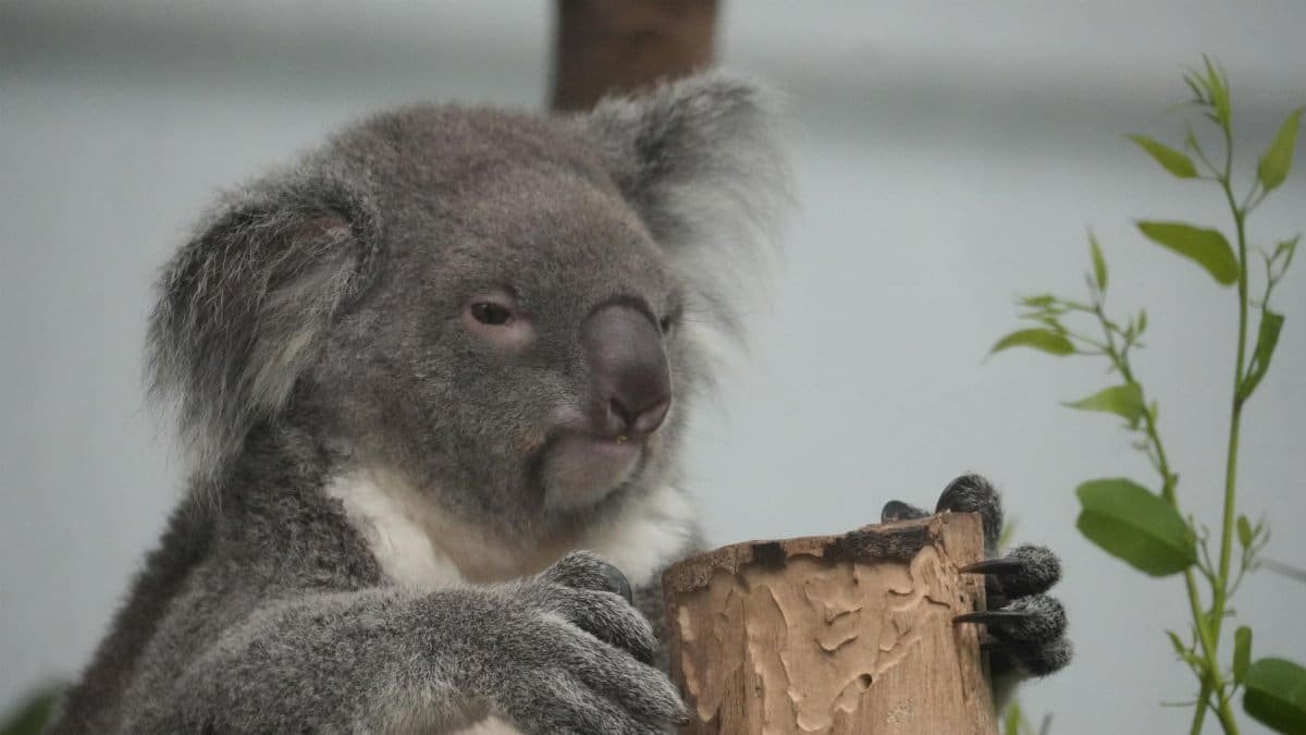A cute koala munching on eucalyptus leaves indoors, showcasing its natural habitat.
