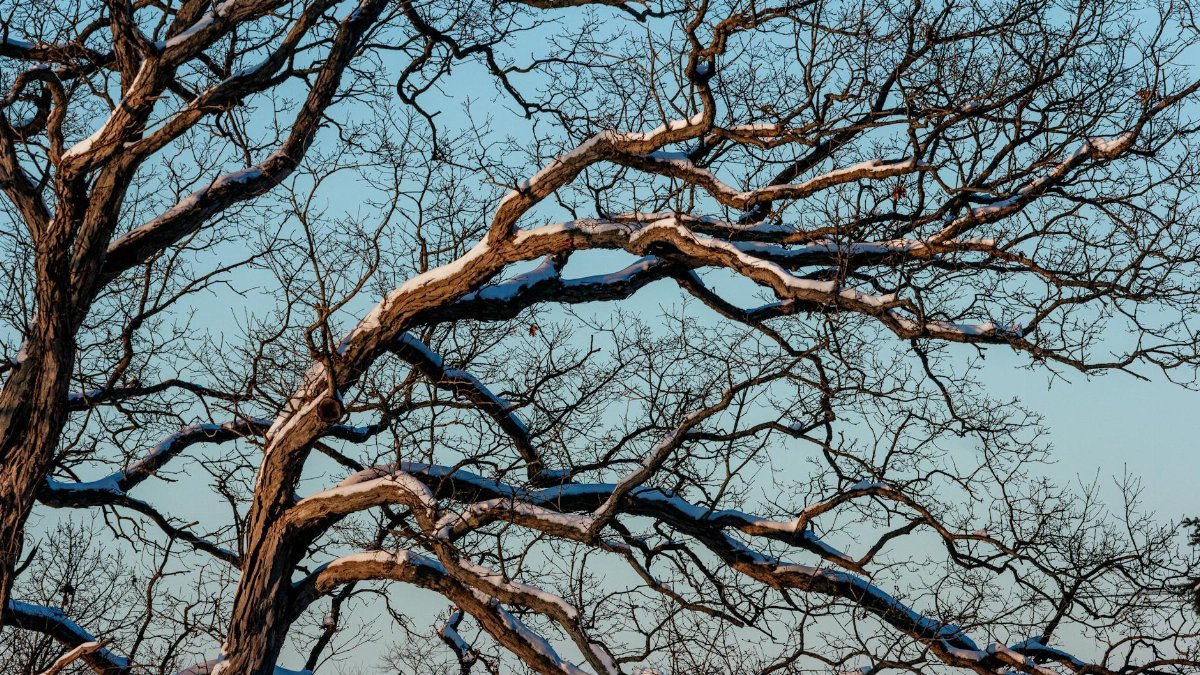 A leafless tree with snow-covered branches against a clear blue sky in winter.