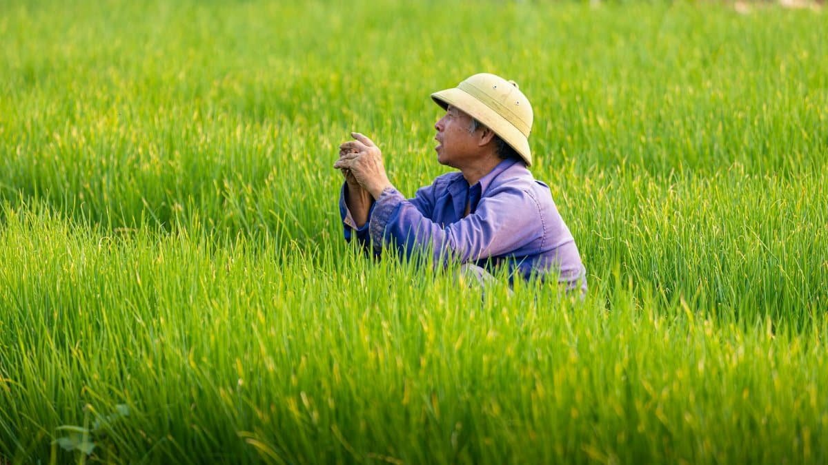 A Vietnamese farmer working in a vibrant green rice field under a clear sky.