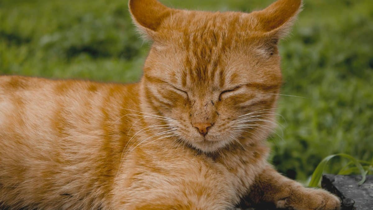 A serene ginger cat laying outdoors, enjoying a sunny day and relaxing on a stone surface.