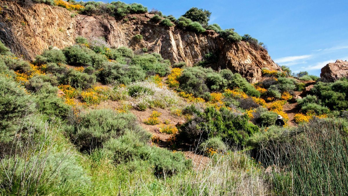 Bright wildflowers and rocky terrain under a clear blue sky in Fremont, California.