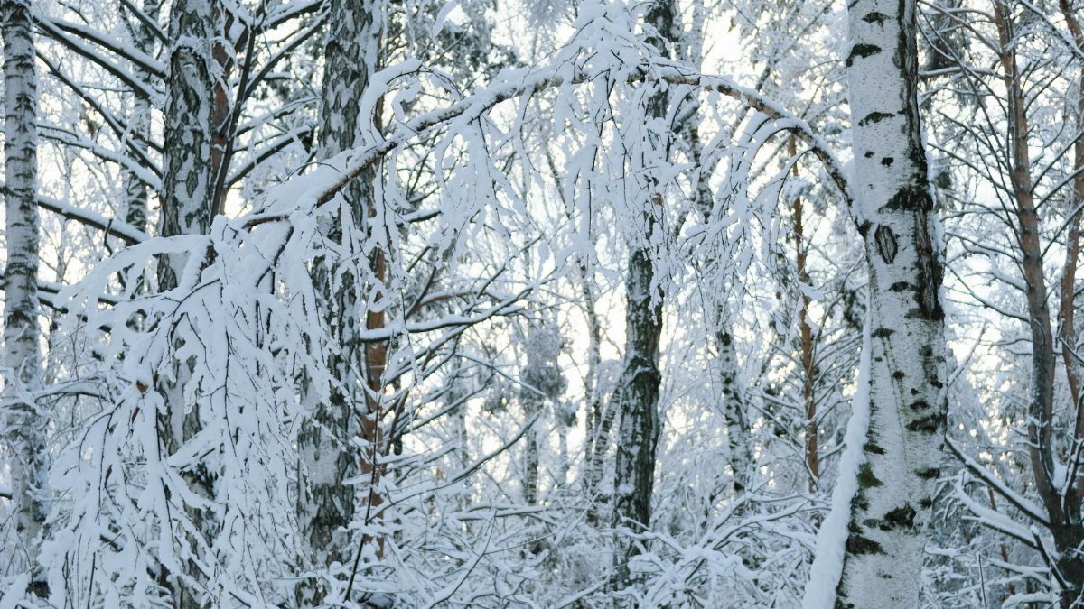 Tranquil winter landscape with birch trees draped in snow, capturing the peaceful essence of nature.