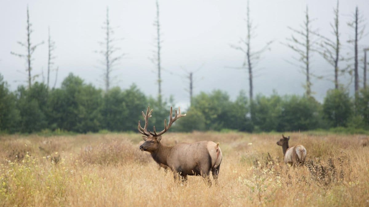 A majestic elk stands prominently in a serene Pennsylvania meadow.