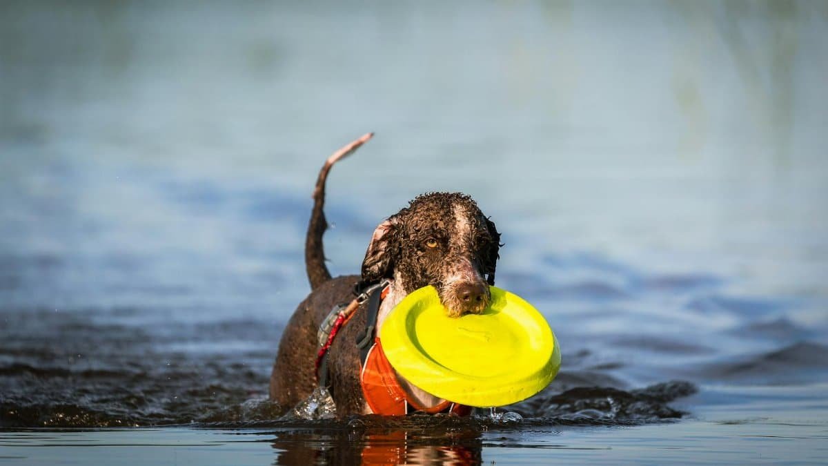 A wet dog carrying a yellow frisbee while playing in a lake. Fun and playful moment captured outdoors.