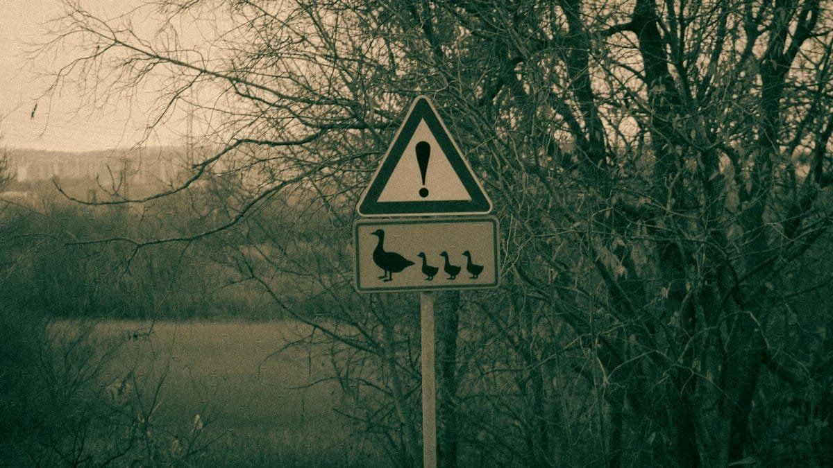 A warning sign for ducks crossing in a serene rural setting during autumn.