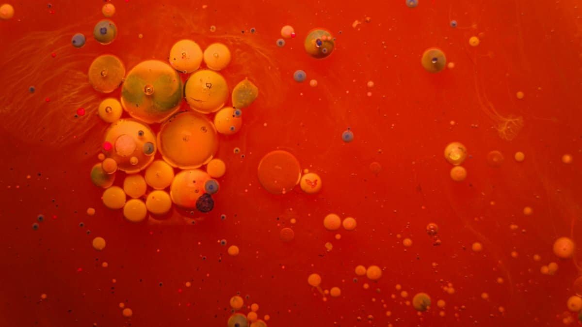 Colorful oil bubbles floating on a red background with vibrant and artistic abstract patterns.