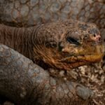 Detailed close-up of a Galapagos giant tortoise resting in its natural habitat.