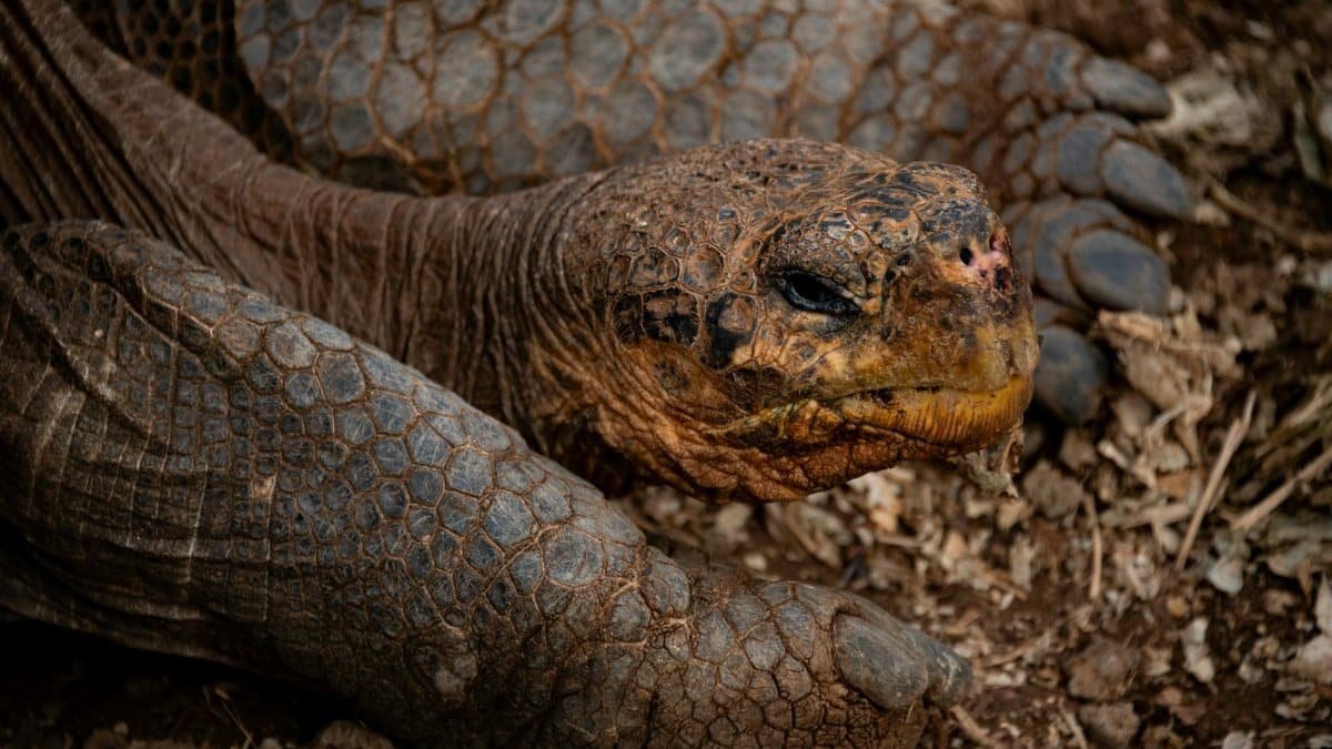 Detailed close-up of a Galapagos giant tortoise resting in its natural habitat.