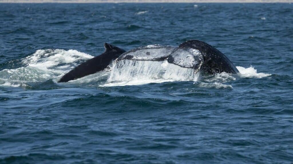 A pod of humpback whales surfacing in the ocean waters of Morro Bay, California.