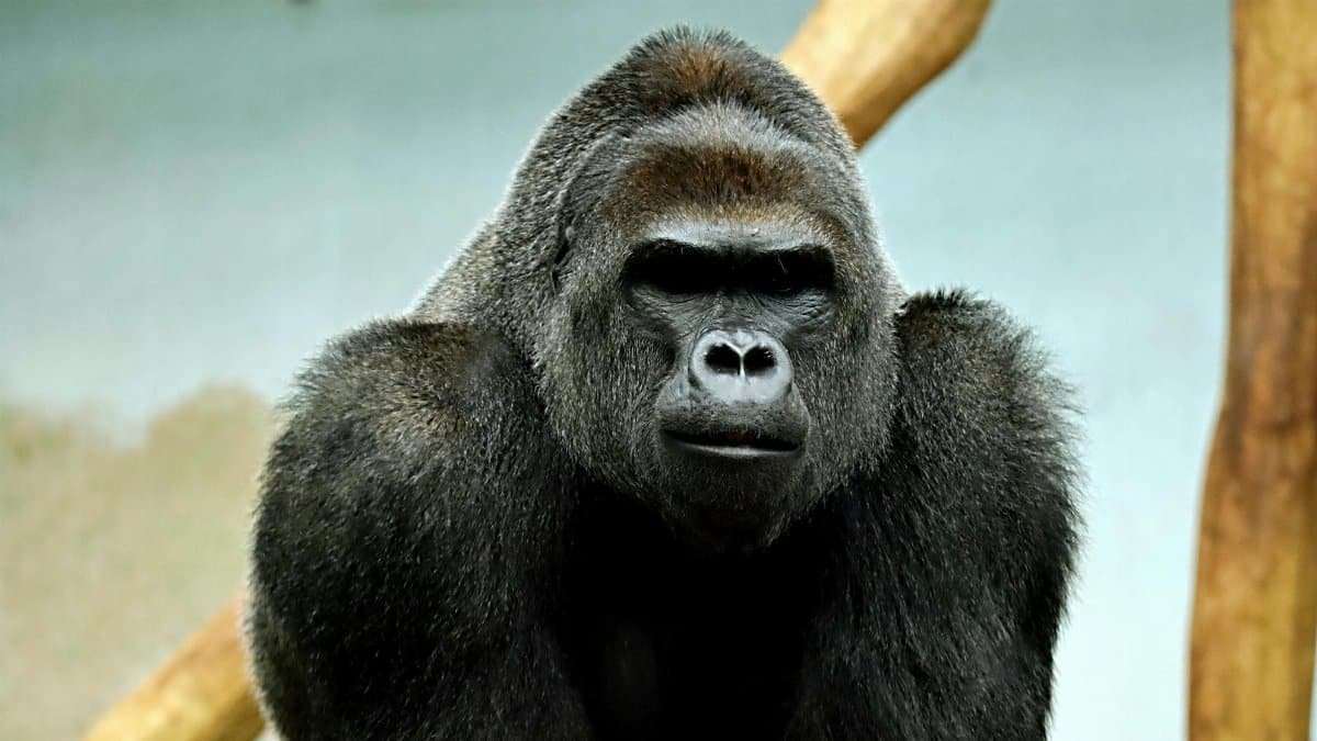 Close-up portrait of a powerful Western Lowland Gorilla showcasing its strong features and natural habitat.