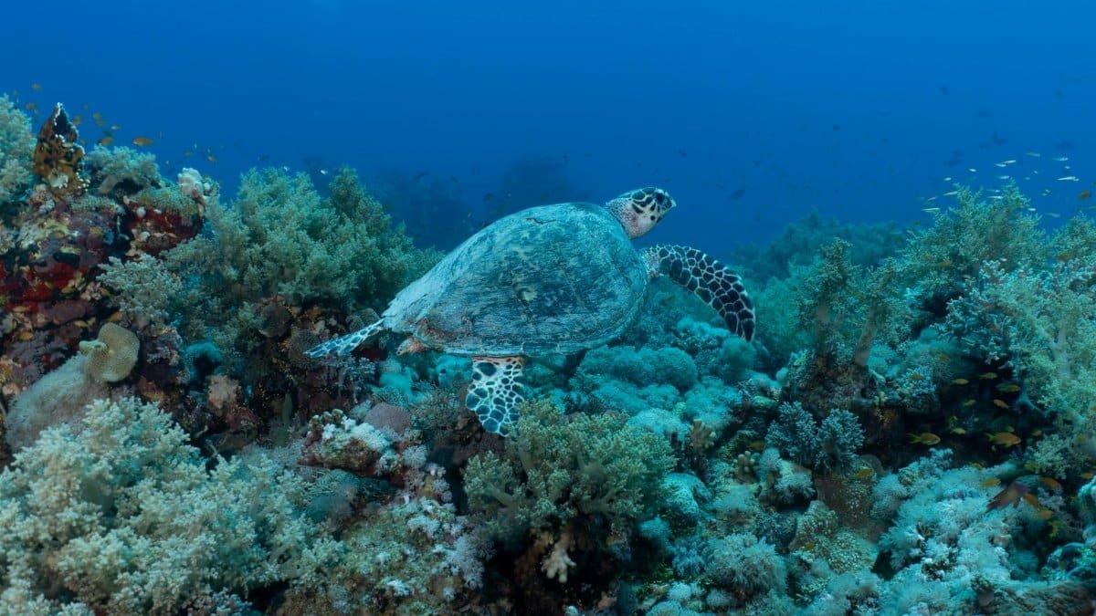 A graceful sea turtle glides over a colorful coral reef in a clear ocean, showcasing marine diversity.