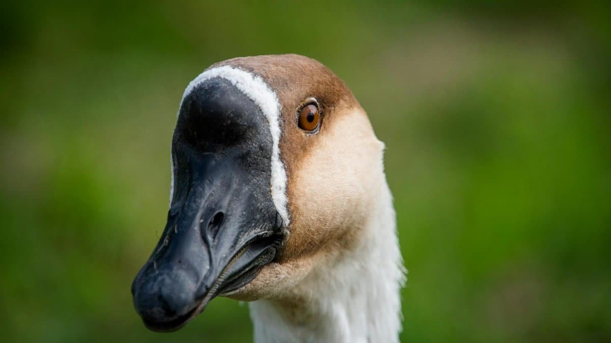 Detailed close-up of a goose, highlighting its distinct features with a soft blurred background.