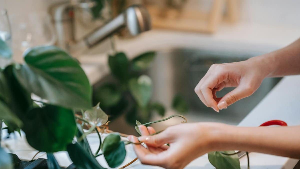 Close-up of hands caring for a Philodendron plant in a home setting with soft lighting.