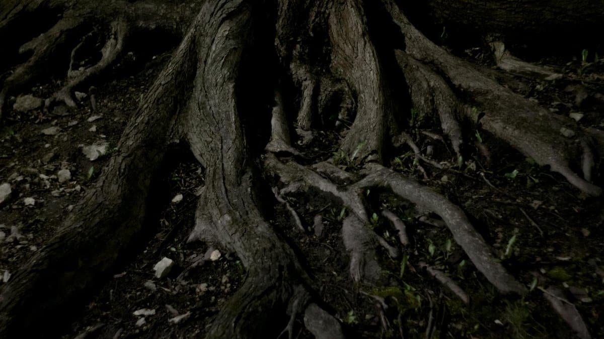 Detailed close-up of tree roots emerging from dark soil at night, showcasing nature's organic structure.