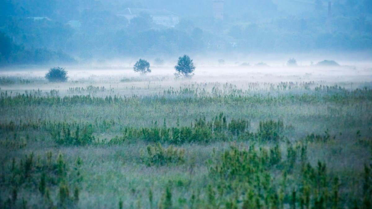 A serene misty morning field in the Ukrainian countryside with lush green vegetation.