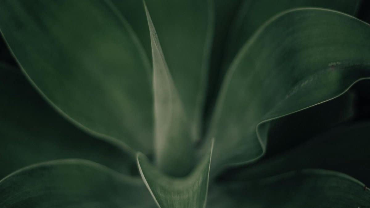 Macro shot of lush green agave plant leaves showing natural patterns and textures.