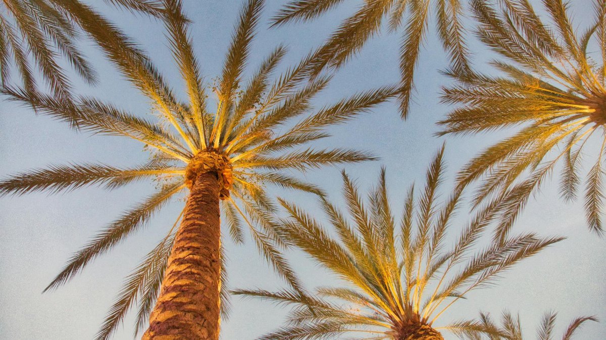 Looking up at palm trees under a clear blue sky in Irvine, California.