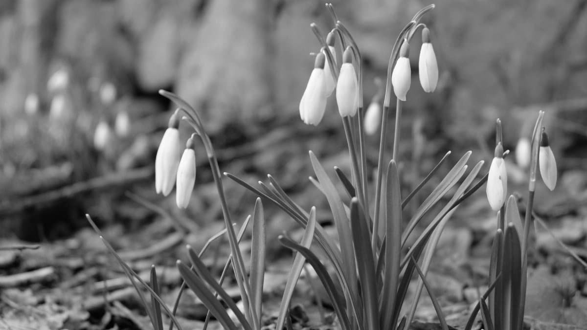 Elegant snowdrops blooming in a black and white woodland setting, signaling early spring.