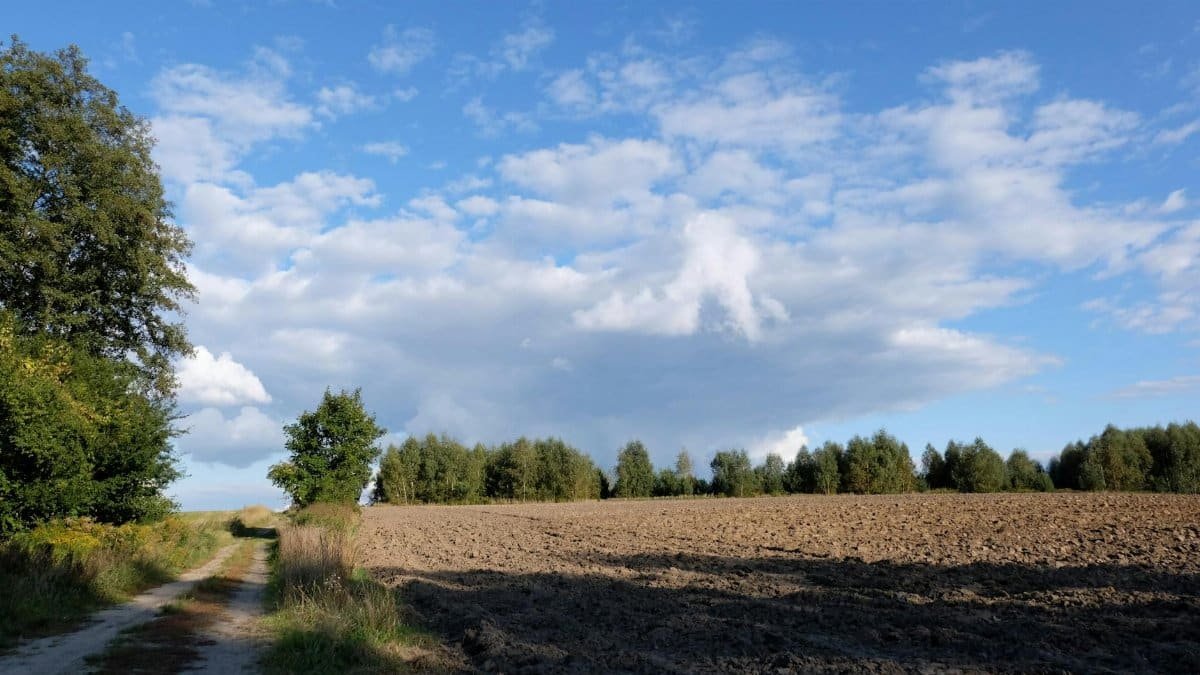 Serene rural landscape with clear blue sky, trees, and plowed field.