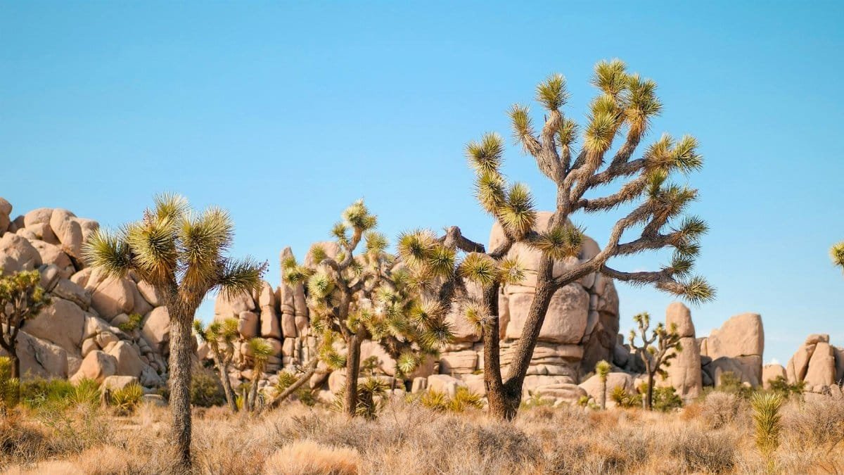 Explore the iconic Joshua Trees in California's desert environment at Joshua Tree National Park.