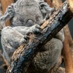 A serene koala bear dozing on a tree branch, capturing the essence of tranquility and nature.