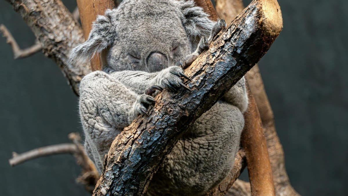 A serene koala bear dozing on a tree branch, capturing the essence of tranquility and nature.
