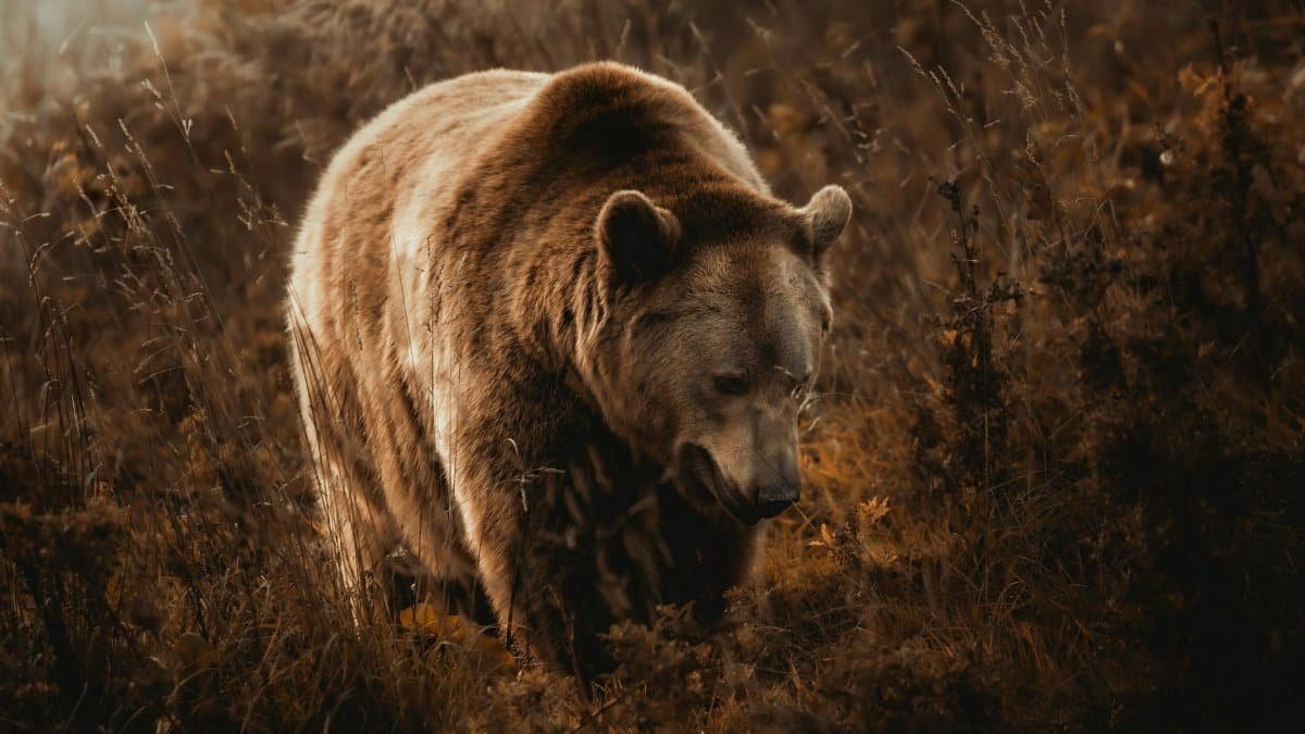 A brown bear wanders through the wilderness, capturing the essence of quiet strength.