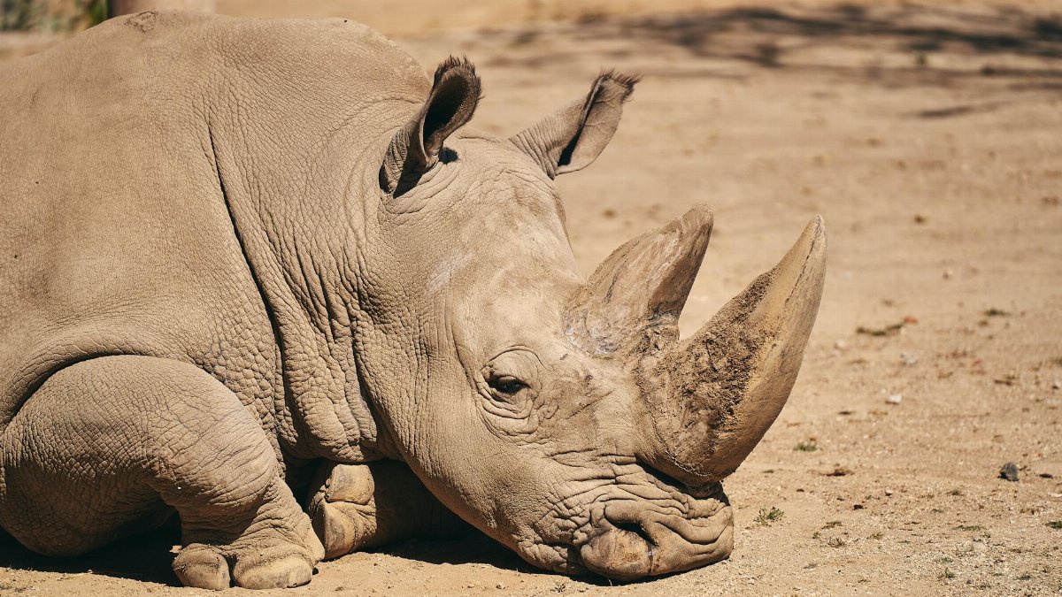 A serene rhinoceros resting under warm sunlight, showcasing prominent horns and textured skin.