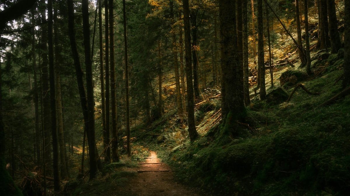 A tranquil forest path illuminated by soft daylight through towering trees.