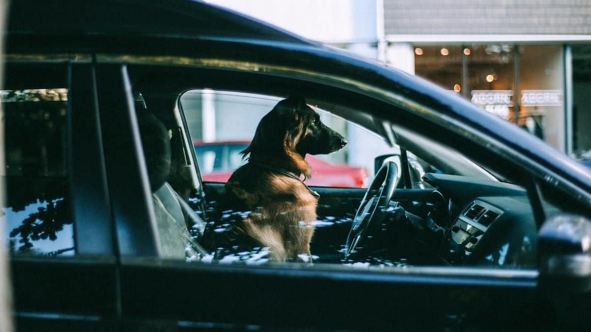 Side view of adult big dog looking away while sitting in automobile and waiting for owner in daytime