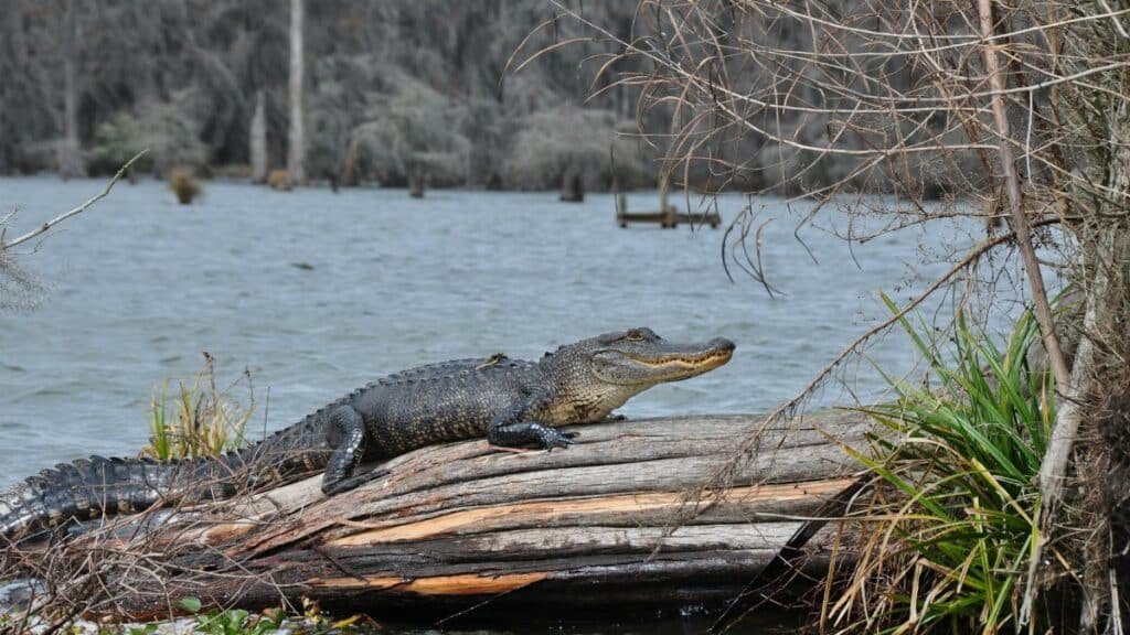 An American alligator lounges on a log in a serene Louisiana swamp, showcasing wildlife in its natural habitat.