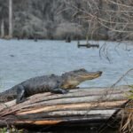 An American alligator lounges on a log in a serene Louisiana swamp, showcasing wildlife in its natural habitat.