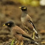 Two common myna birds perched on soil, captured in a natural setting.