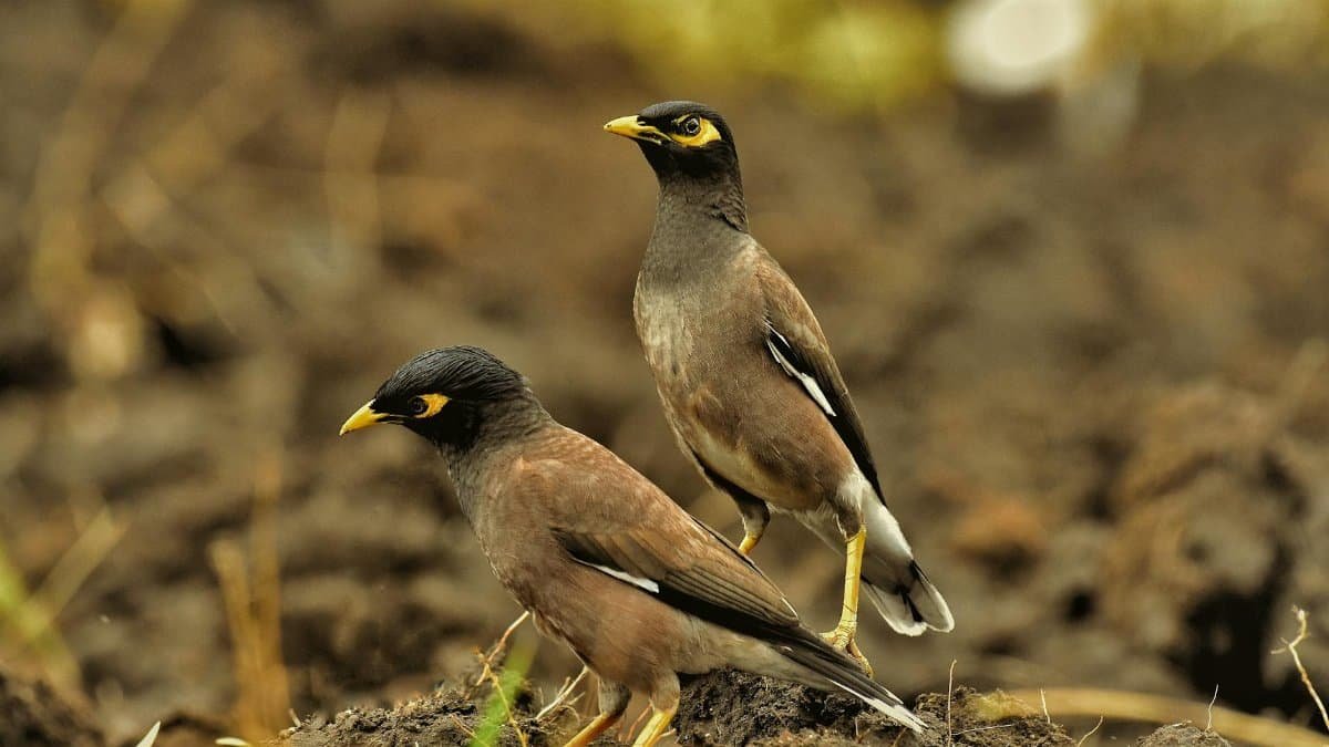 Two common myna birds perched on soil, captured in a natural setting.