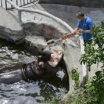A zoo worker in a blue shirt feeds a hippo in its enclosure. Greenery nearby adds natural ambiance.
