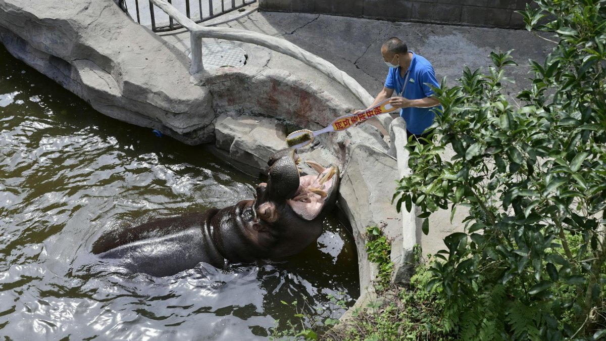 A zoo worker in a blue shirt feeds a hippo in its enclosure. Greenery nearby adds natural ambiance.