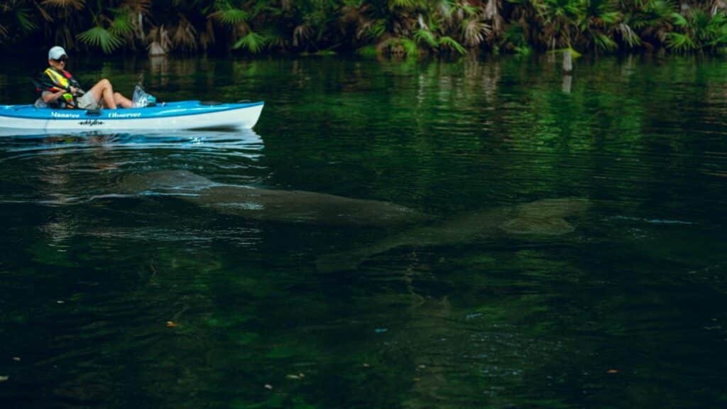 A serene kayaking experience alongside a manatee in a lush, natural river environment.