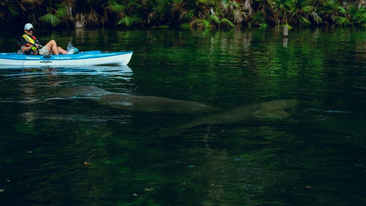 A serene kayaking experience alongside a manatee in a lush, natural river environment.