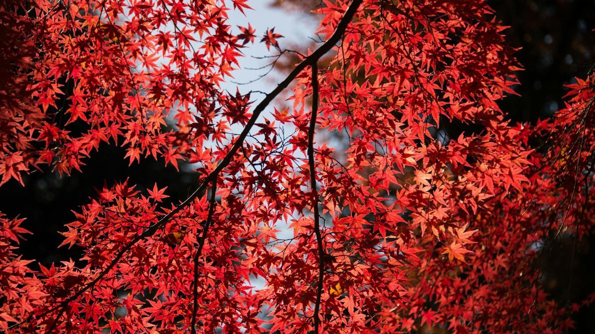 Beautiful red maple leaves illuminated by sunlight, capturing the essence of autumn in Shinjuku, Tokyo.