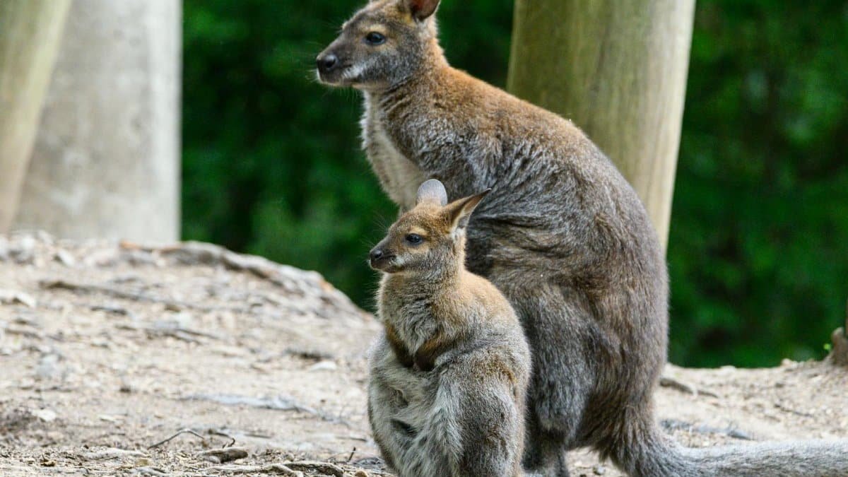 A mother kangaroo and her joey standing in a forest setting, displaying bonding and nature.