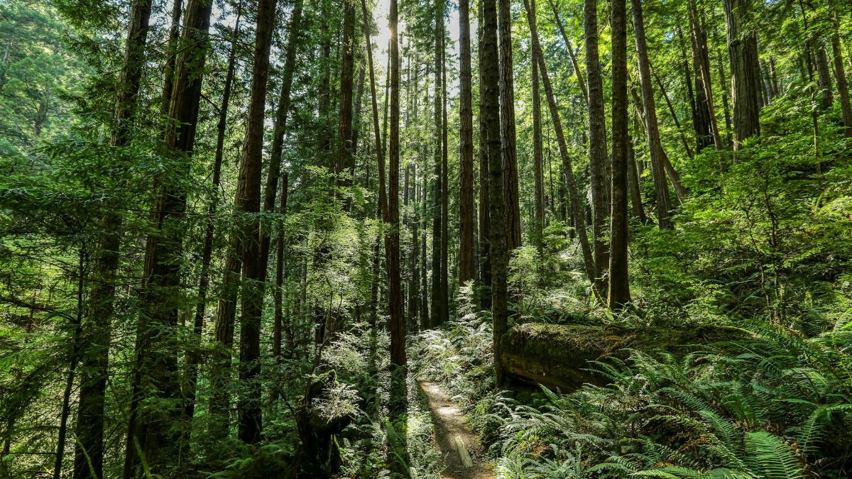 A tranquil path winds through lush redwood trees in Mendocino, California's vibrant forest.