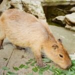 A capybara foraging on green leaves at a zoo in Đà Lạt, Vietnam.