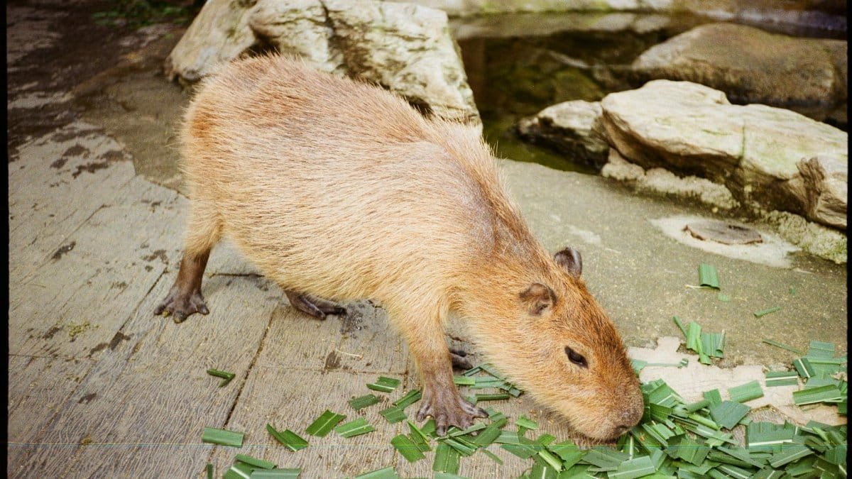 A capybara foraging on green leaves at a zoo in Đà Lạt, Vietnam.
