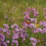A monarch butterfly resting on vibrant purple wildflowers in an outdoor garden setting.