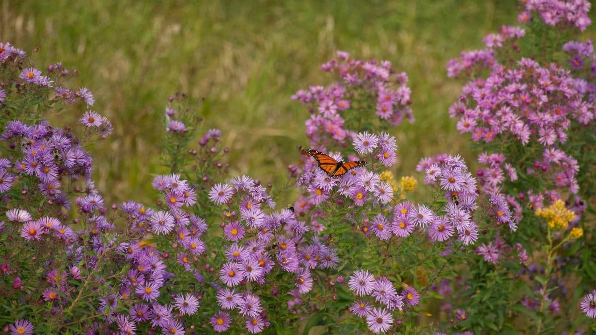 A monarch butterfly resting on vibrant purple wildflowers in an outdoor garden setting.