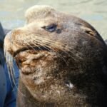 A detailed view of a California sea lion basking in the sun at San Francisco's waterfront.
