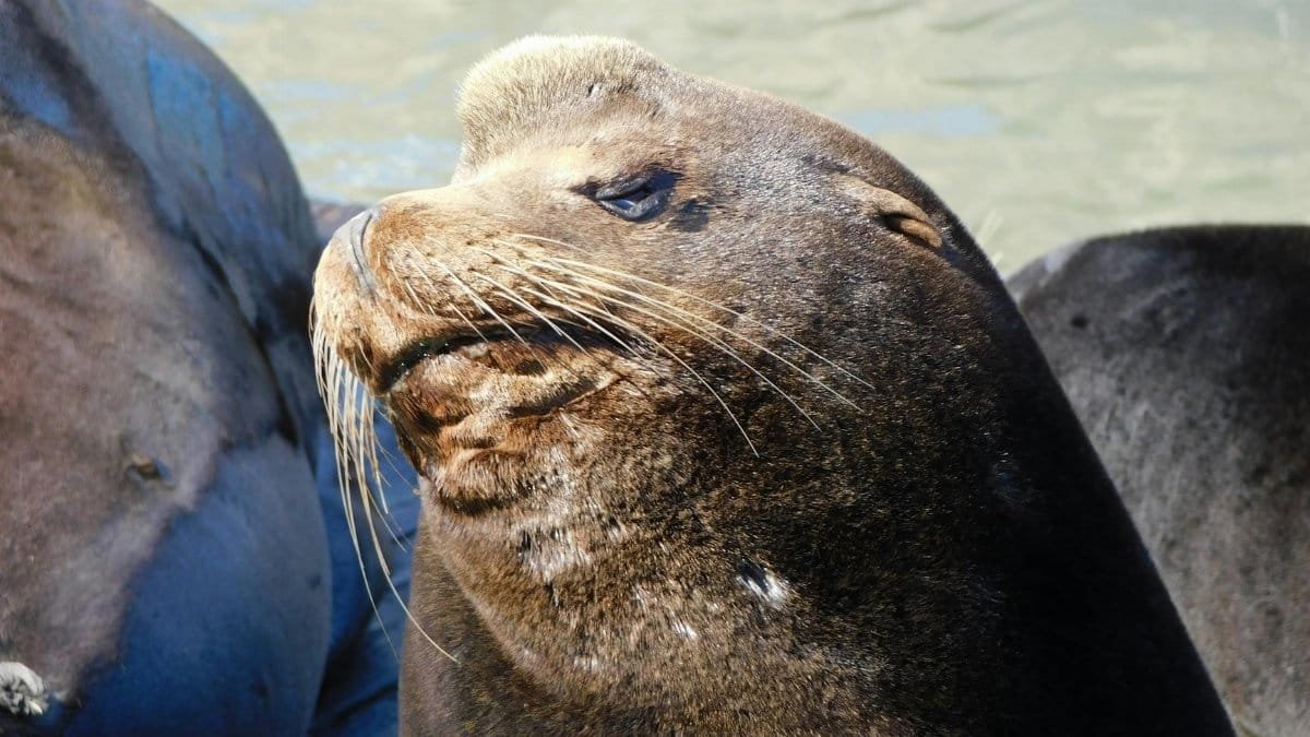 A detailed view of a California sea lion basking in the sun at San Francisco's waterfront.